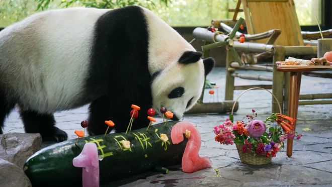 为什么这Kaiyun 开云届年轻人爱去动物园动物园到底有谁在啊？(图4)