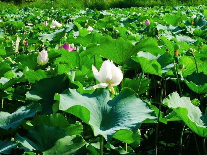 开云体育 开云平台5大帝都赏荷地好去处邀你共享夏日最后的美好 City(图7)