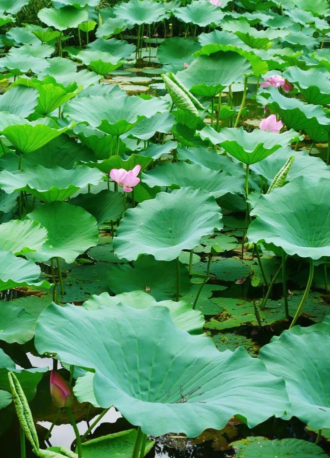 开云体育 开云平台5大帝都赏荷地好去处邀你共享夏日最后的美好 City(图10)