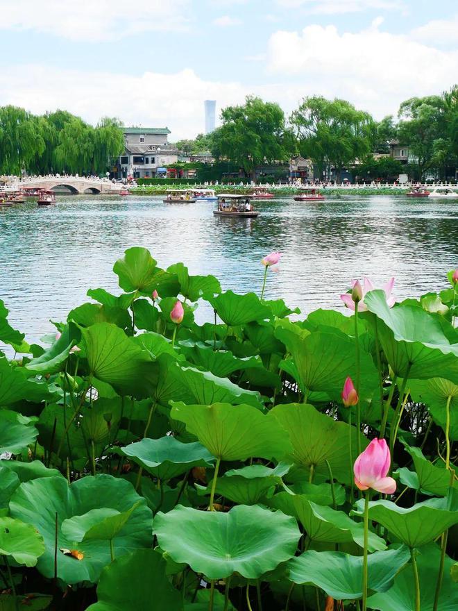 开云体育 开云平台5大帝都赏荷地好去处邀你共享夏日最后的美好 City(图15)