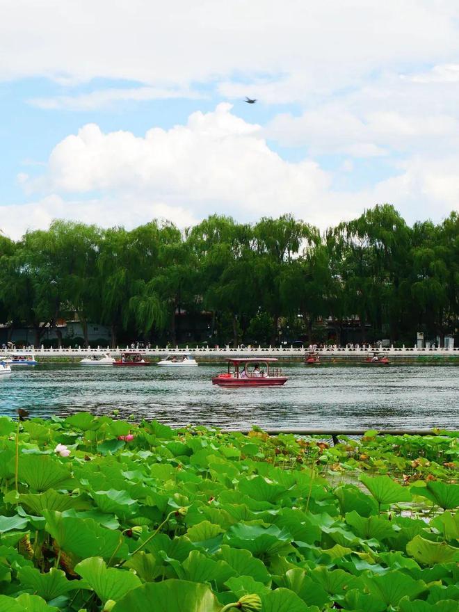 开云体育 开云平台5大帝都赏荷地好去处邀你共享夏日最后的美好 City(图14)